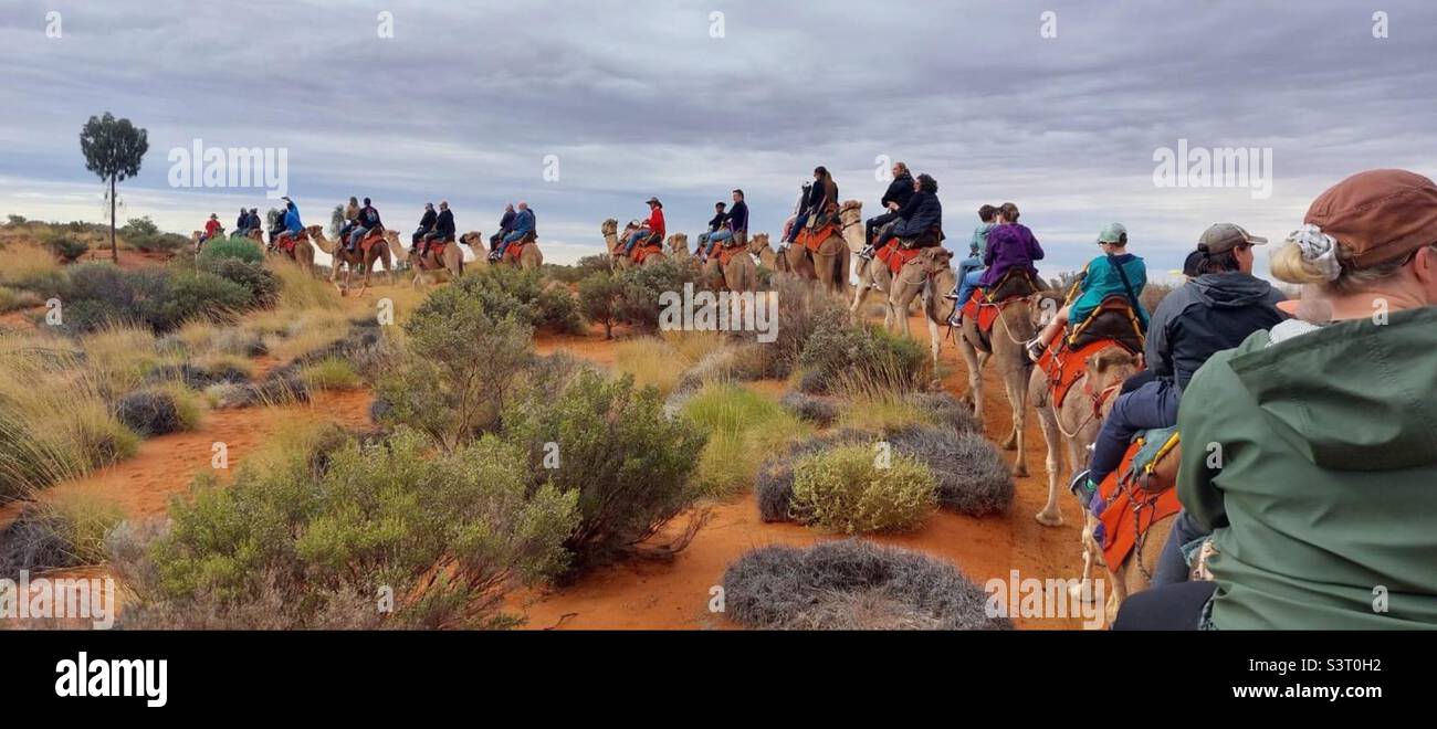 Camel riding at Uluru, Australia. Stock Photo