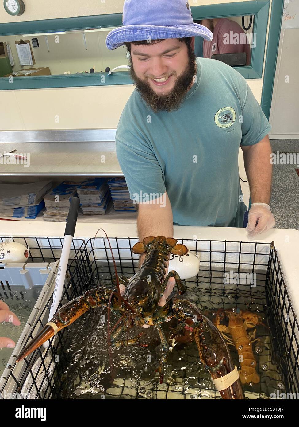 Large lobster from Rhode Island - Smartphone Captured Stock Image