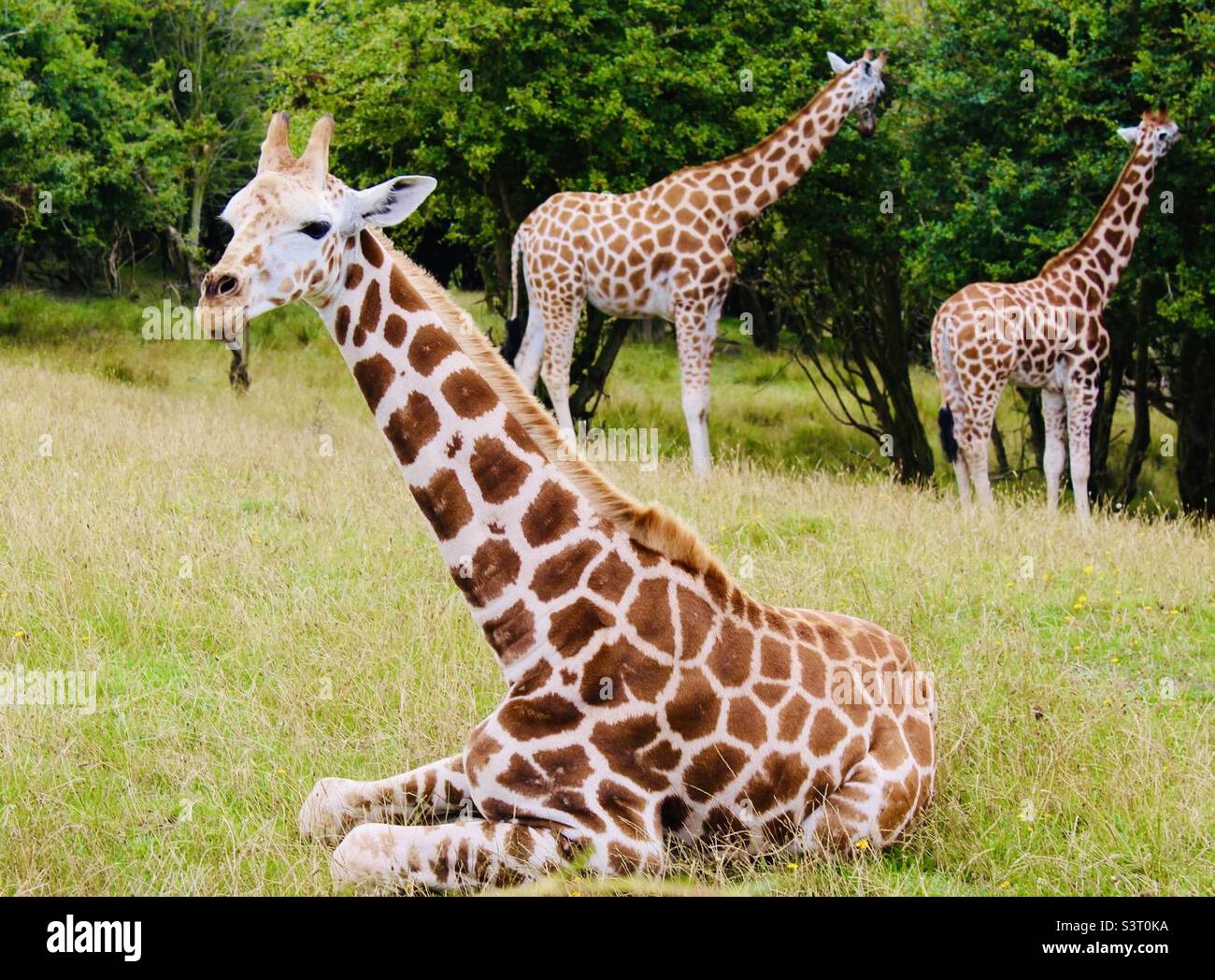 Young giraffe laying down Stock Photo