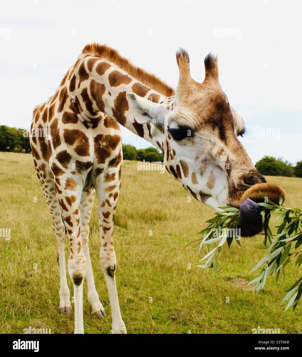 Young giraffe eating leaves Stock Photo