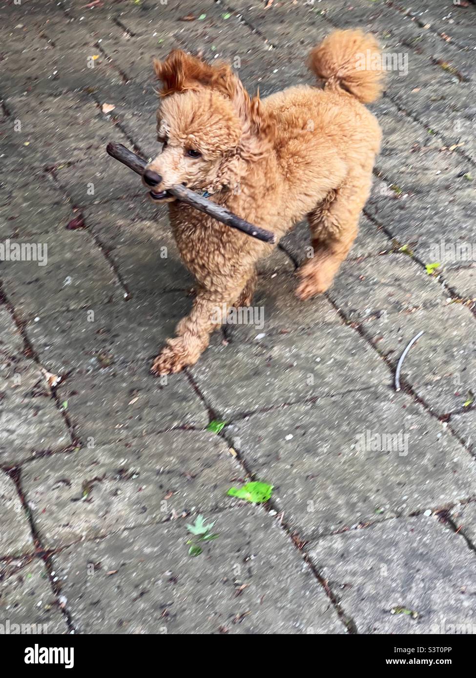 Apricot miniature poodle running and playing with a stick in his mouth - Smartphone Captured Stock Image
