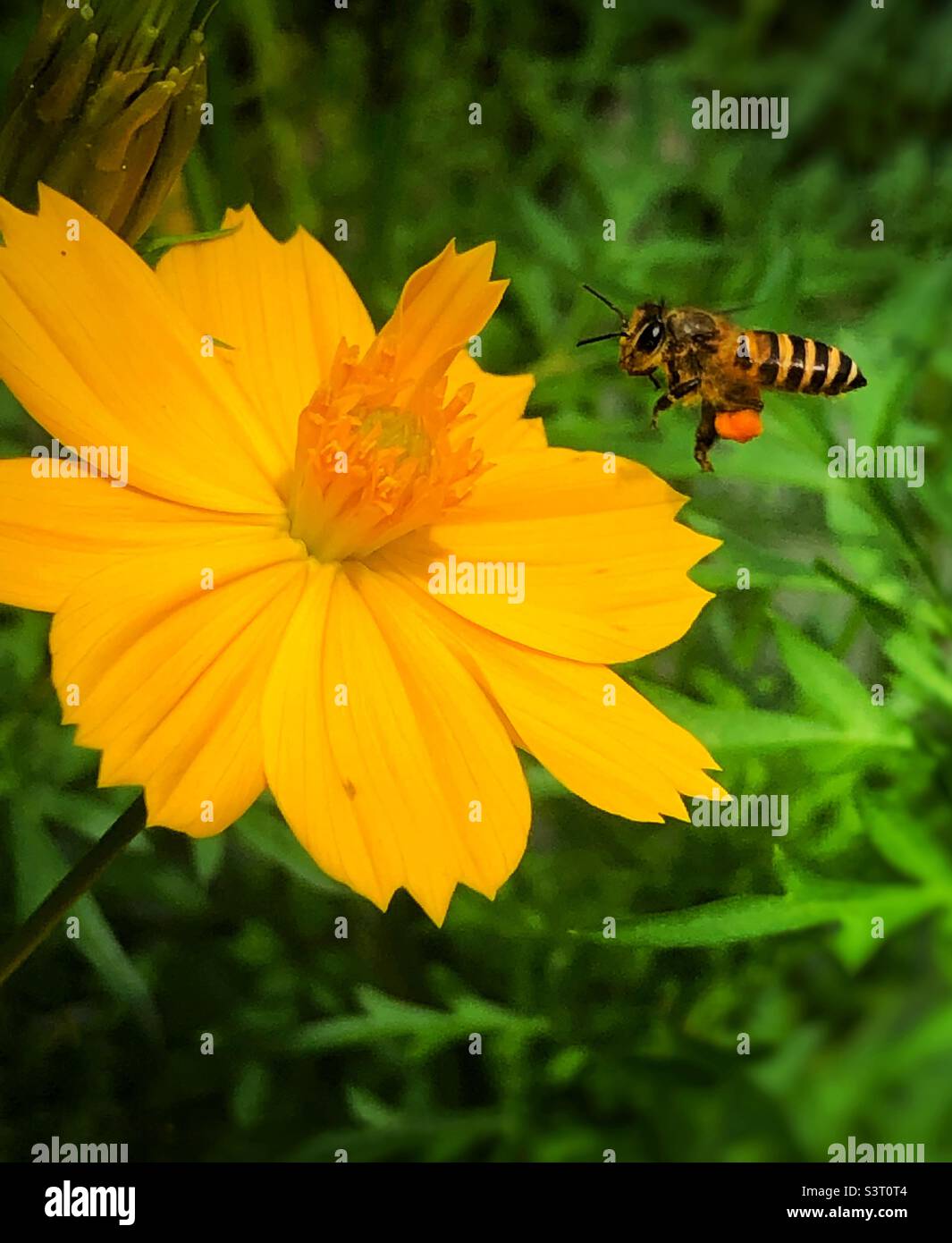 Bee and flower Stock Photo Alamy