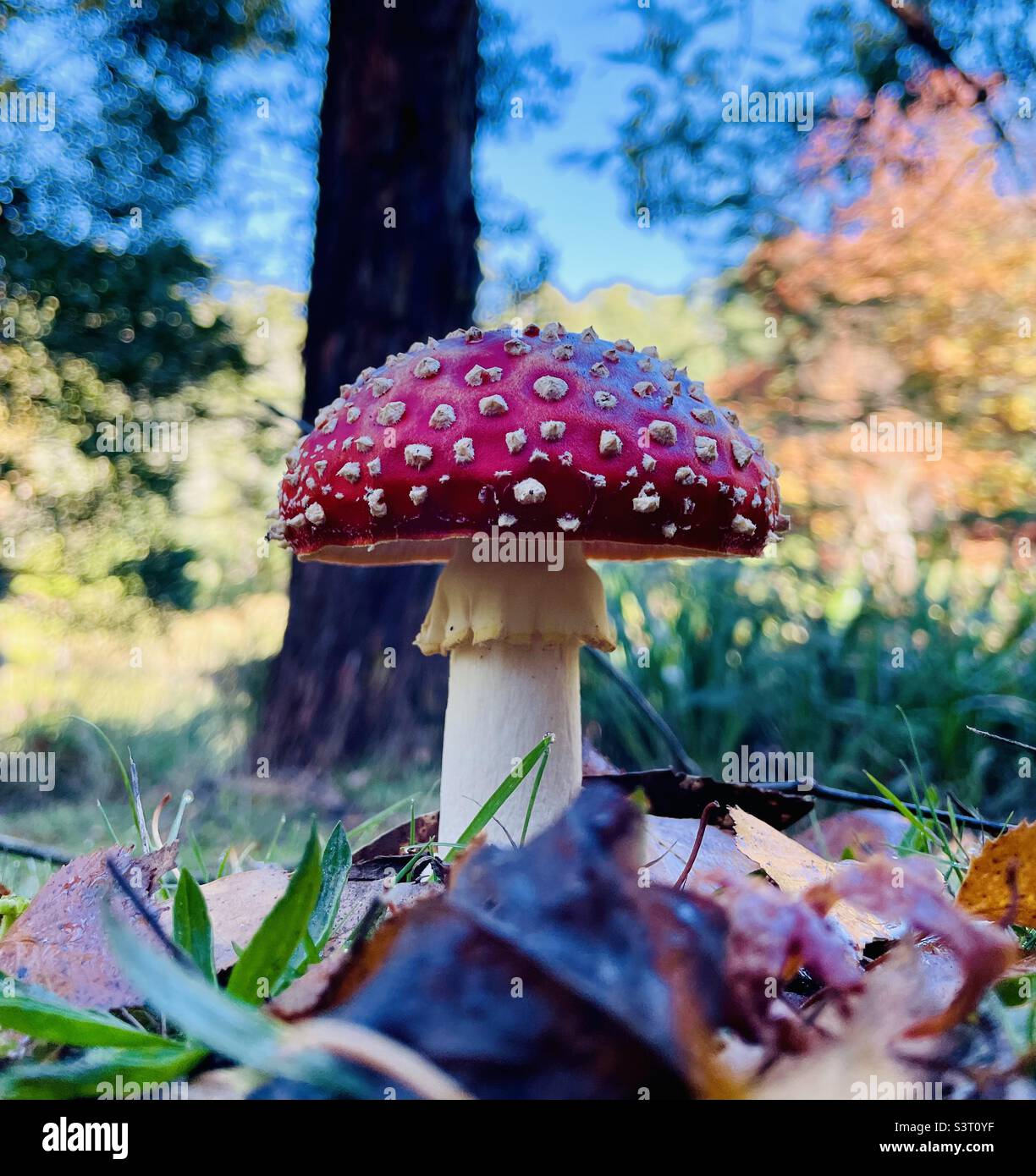 Amanita Mushroom, picture perfect Stock Photo
