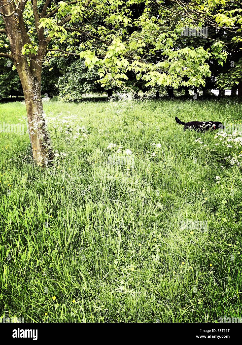 Black Labrador dog walking around in long grass. United Kingdom Stock Photo