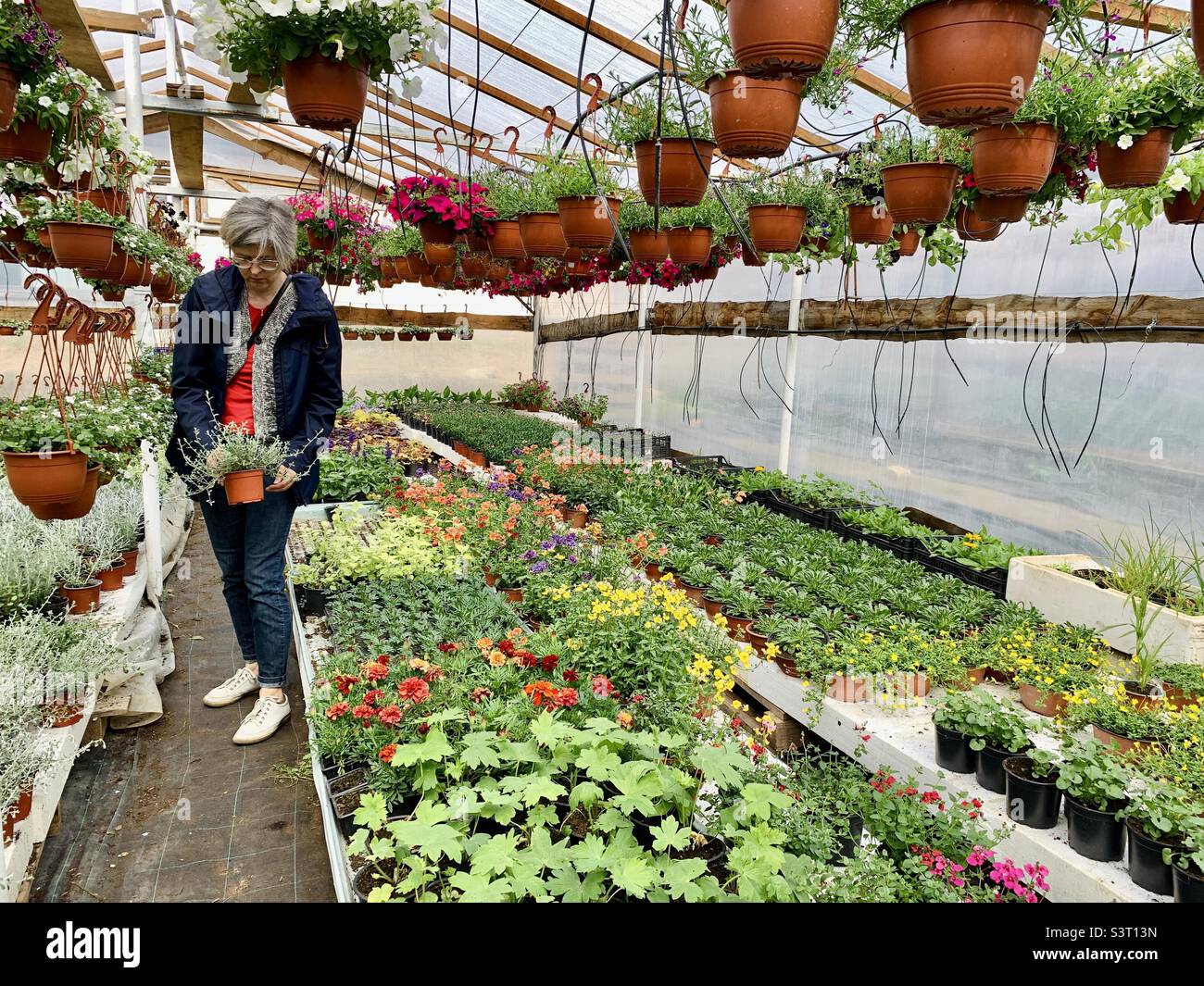 Middle age woman in flower greenhouse - Smartphone Captured Stock Image