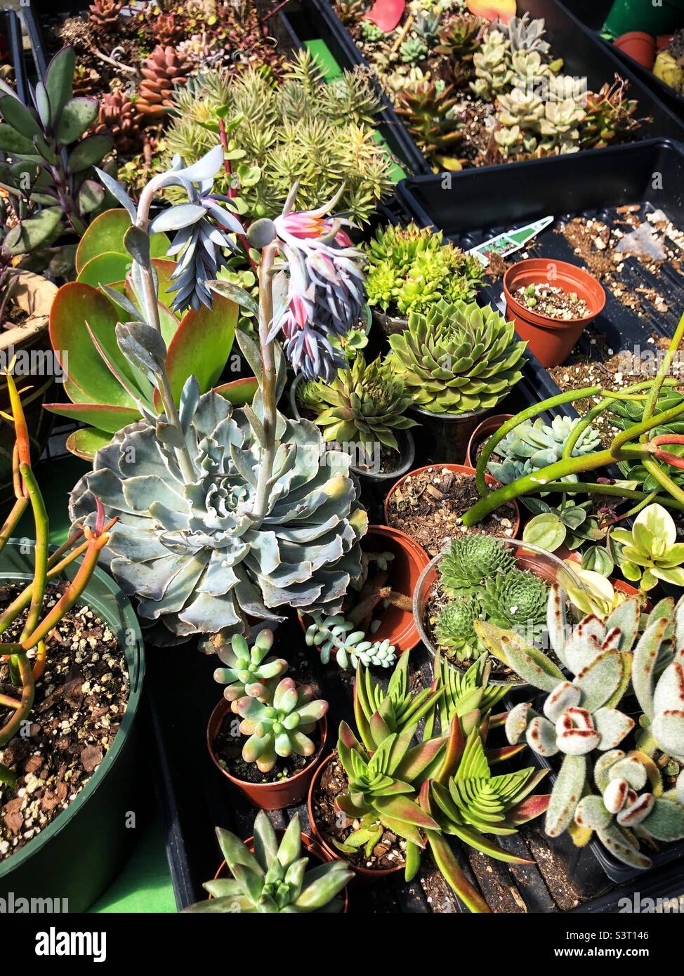 Bunch of succulent plants from the garden center Stock Photo