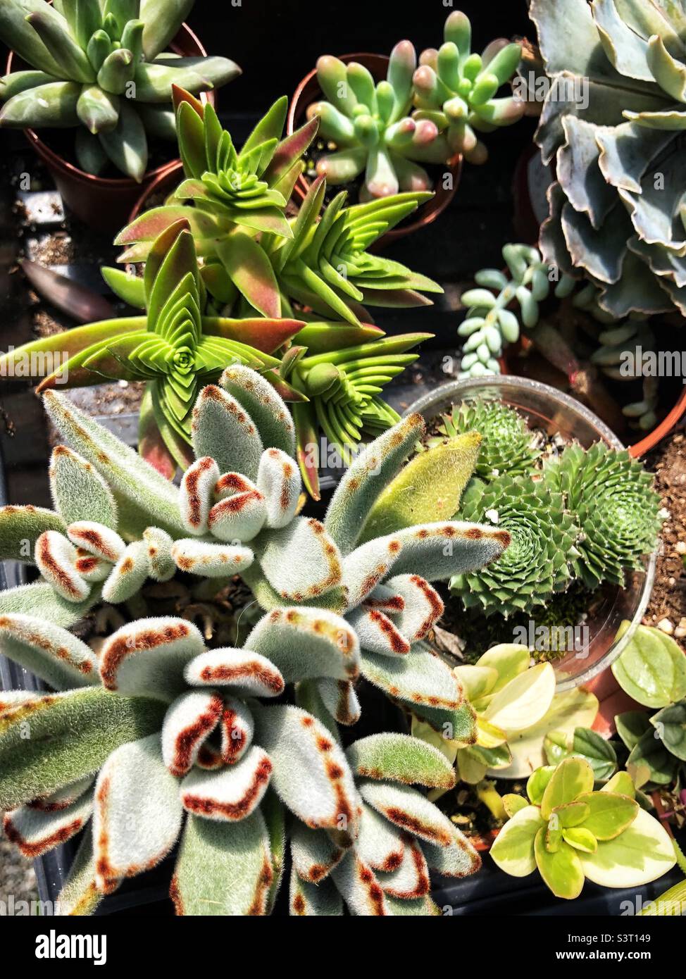 Variety of succulents from the garden center Stock Photo