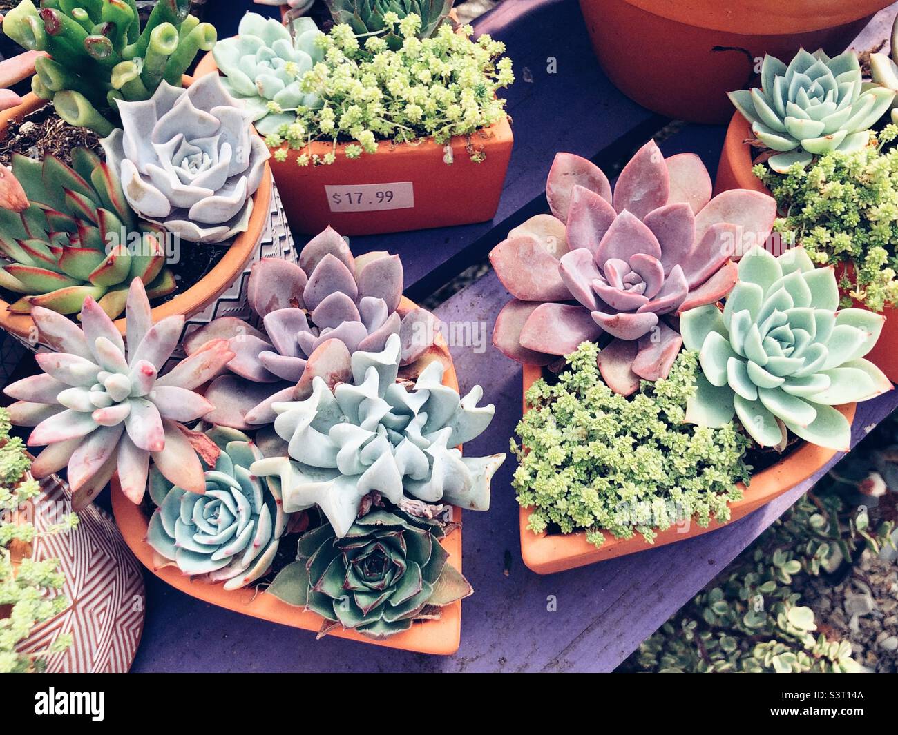 Succulents in heart shaped planters at a garden center Stock Photo