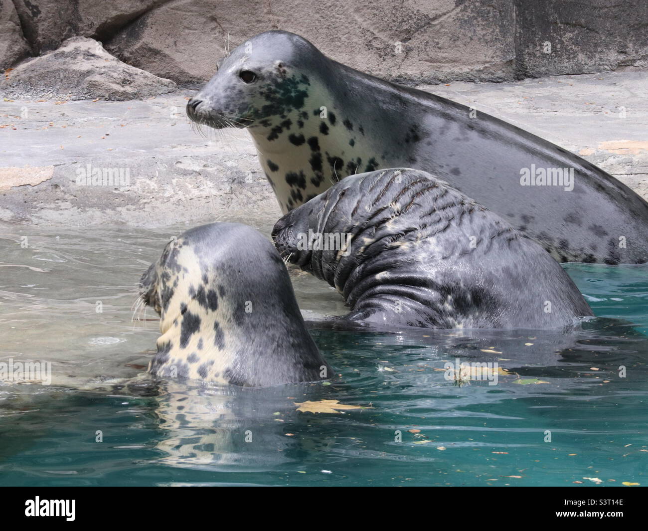 3 happy sea lions Stock Photo