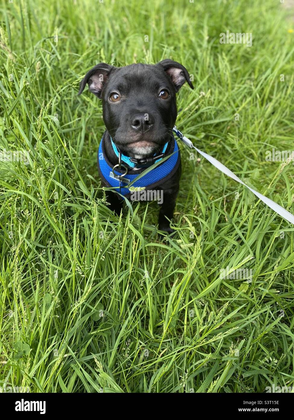 Staffy Puppy Walk Stock Photo Alamy