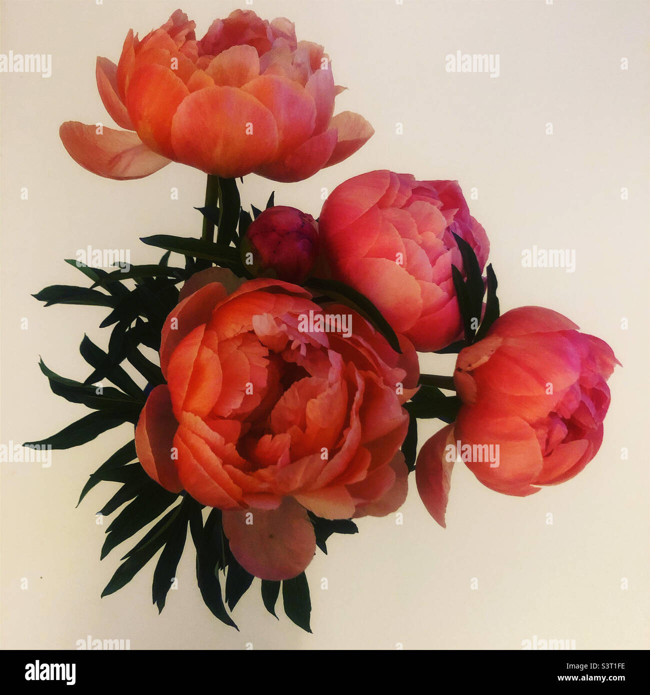 Pink Peonies with green leaves and a white background Stock Photo - Alamy