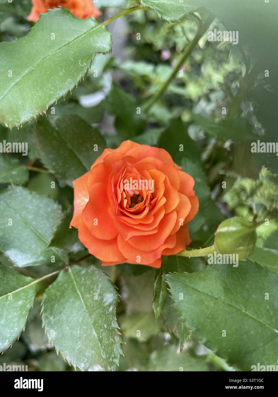 Orange rose bloom Stock Photo