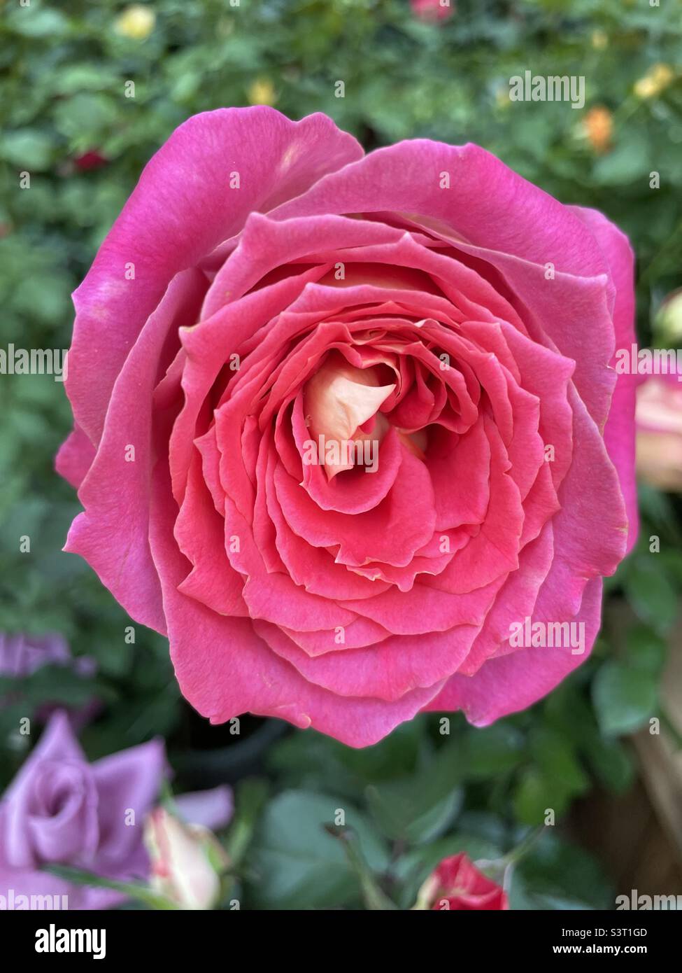 Pink rose in full bloom Stock Photo