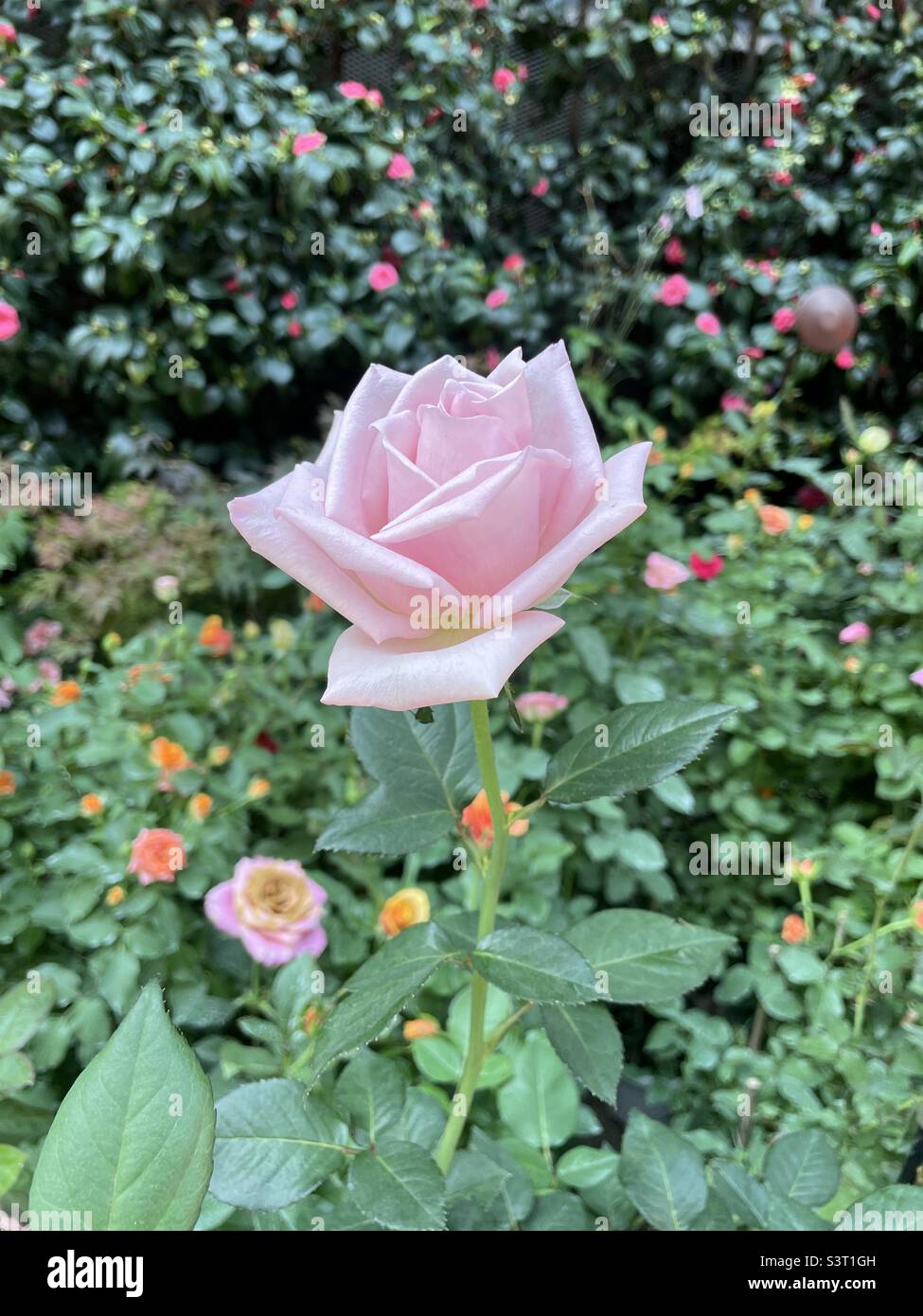 Light pink rose bloom in a garden Stock Photo Alamy