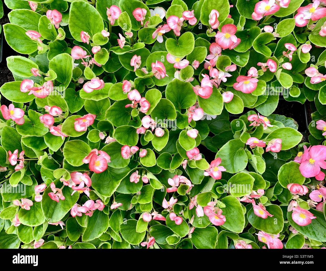 Vibrant colorful flowers background Stock Photo - Alamy