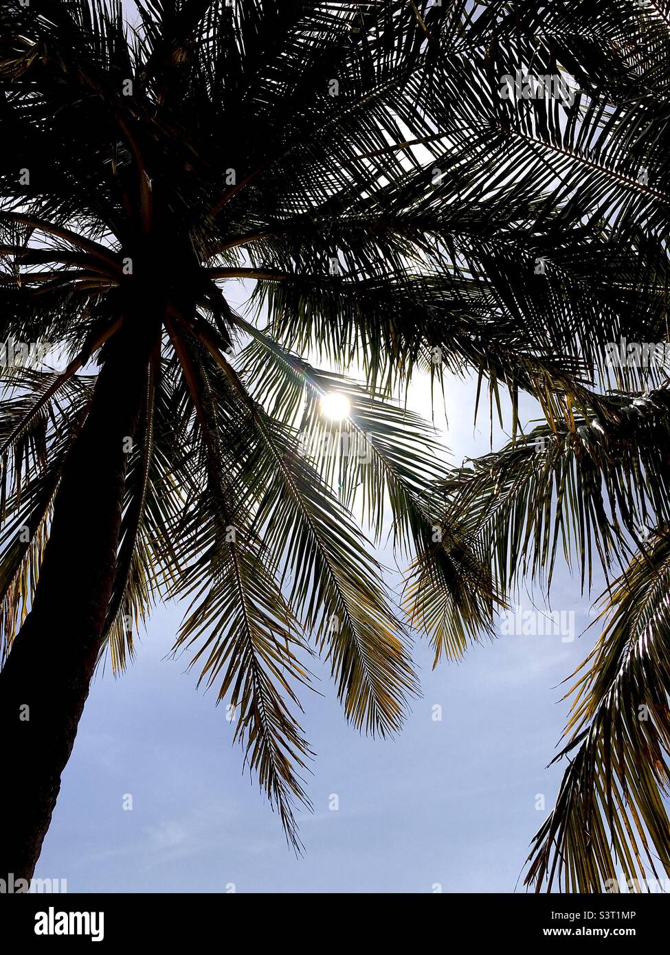 Sunlight through palm trees Stock Photo Alamy