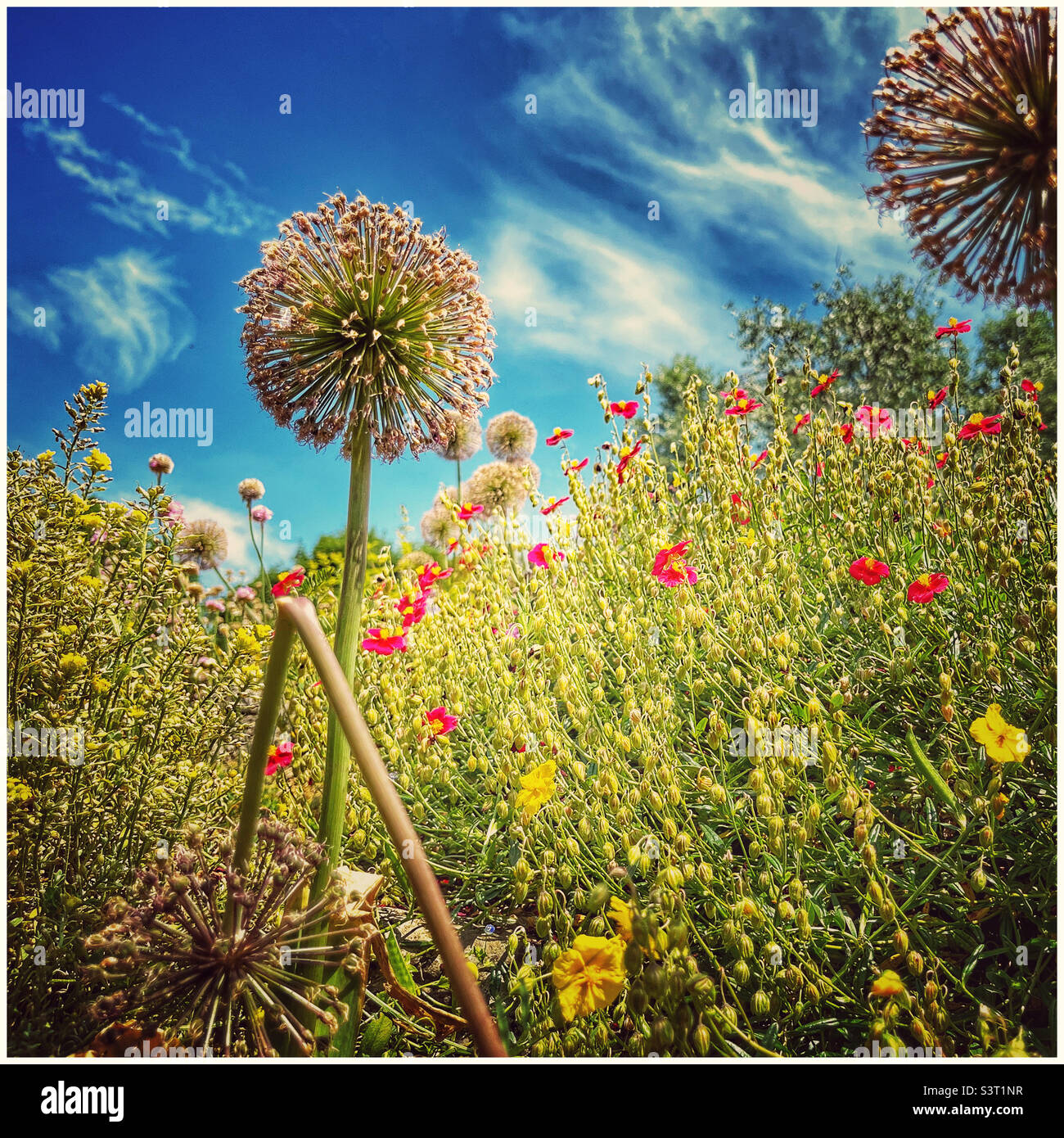 Rockery wild flowers Stock Photo