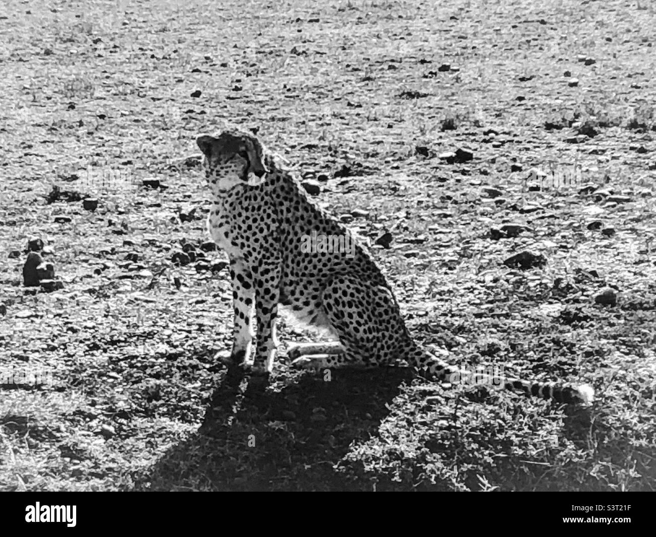 A cheetah in Maasai Mara National Park. Stock Photo