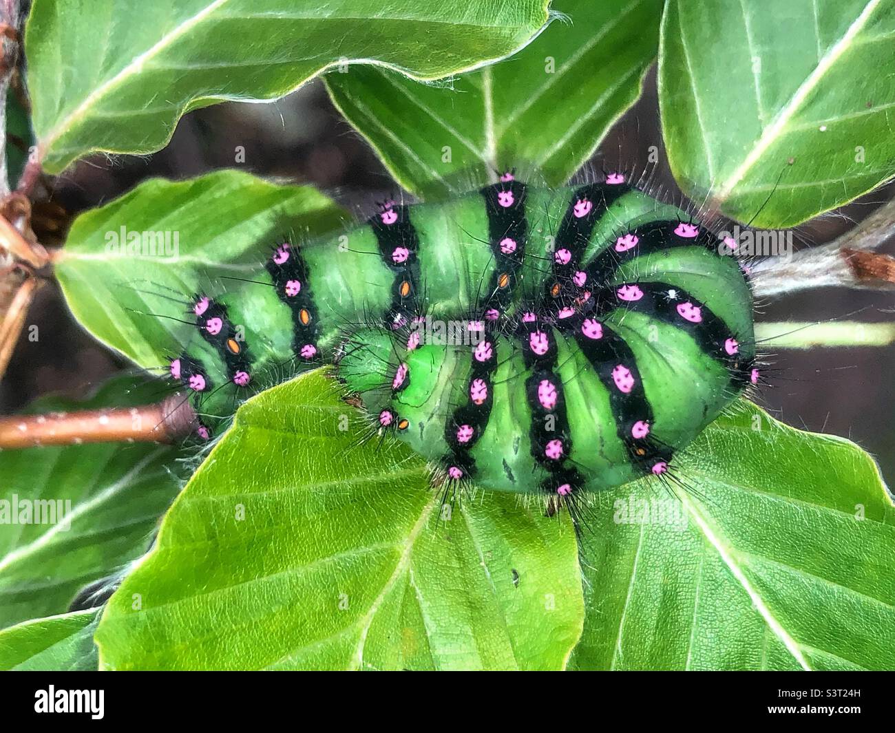 Emperor moth larvae (Saturnia pavonia) The only silk moth found throughout the United Kingdom. Stock Photo