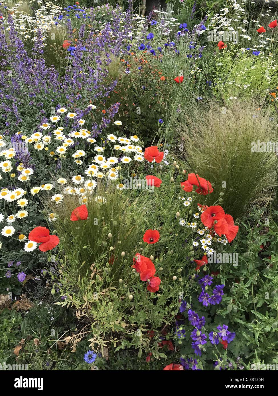 Wildflower garden hi-res stock photography and images - Alamy