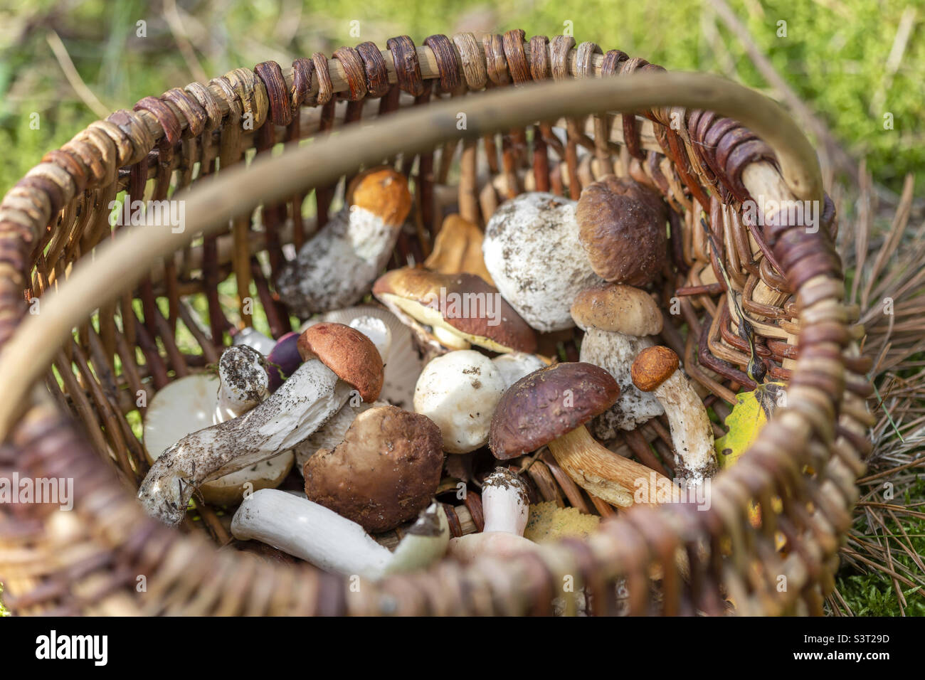 Basket of edible mushrooms, picked from the forest in autumn Stock Photo