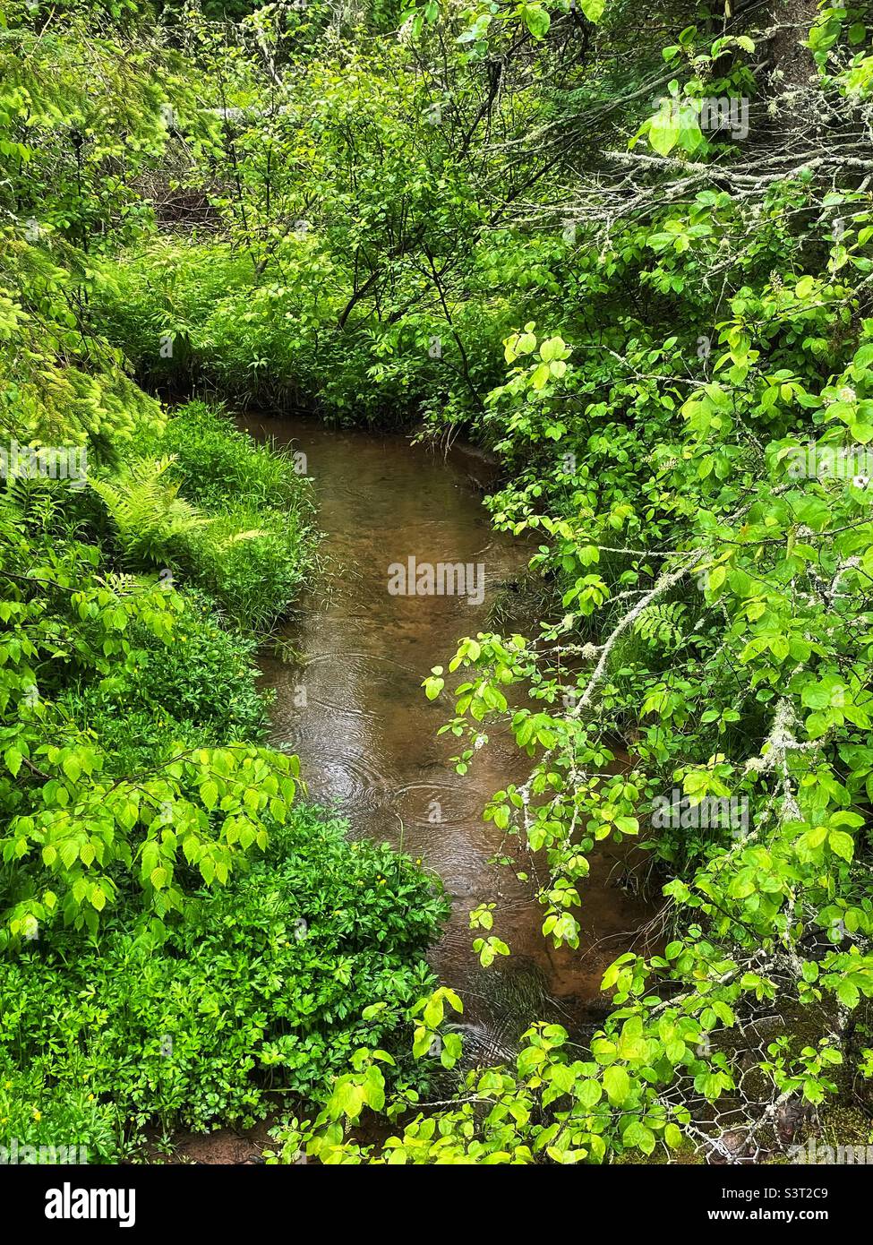 Brook running through a woodland’s spring foliage. - Smartphone Captured Stock Image