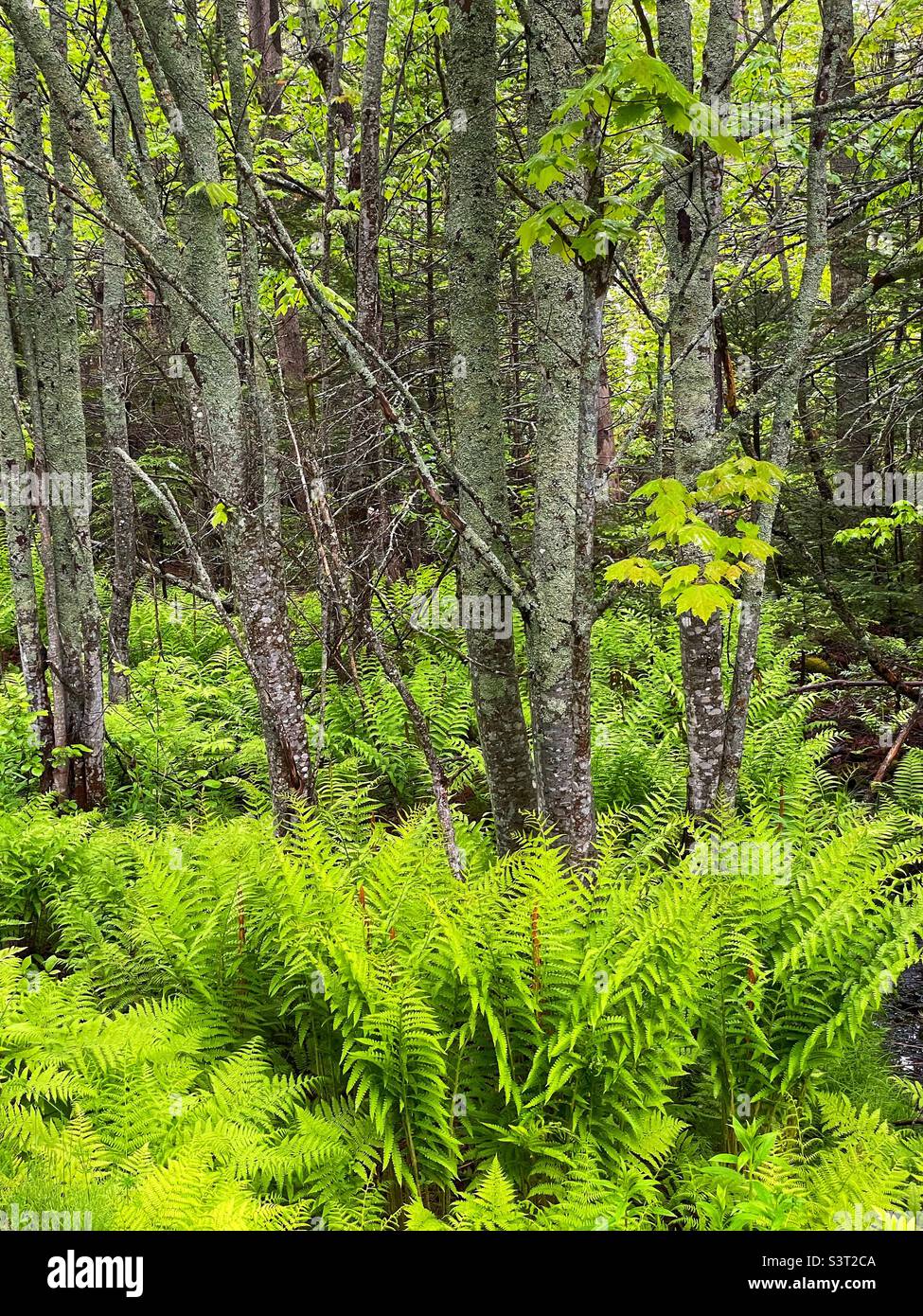 Lush green ferns on the forest floor during the spring. - Smartphone Captured Stock Image