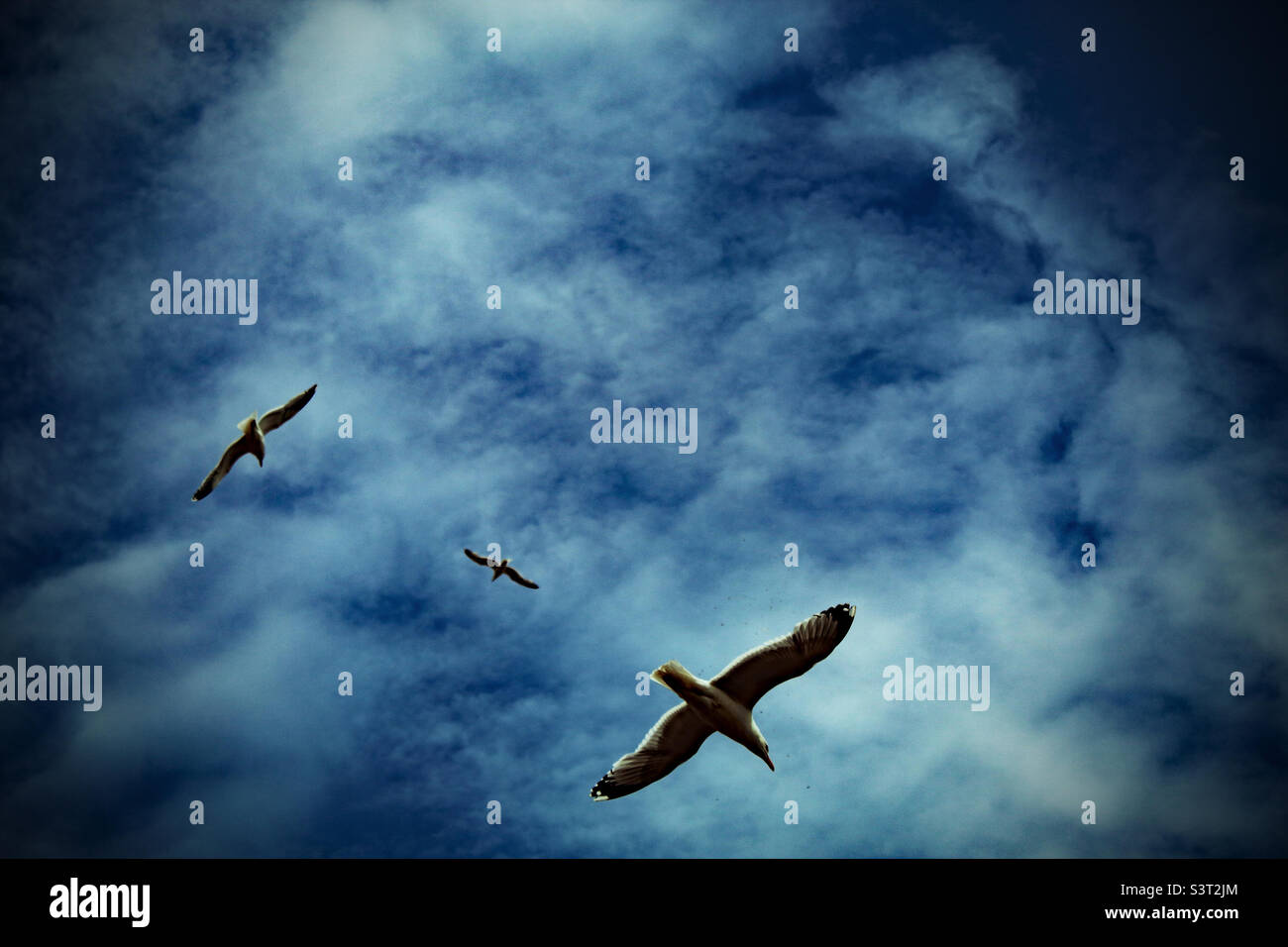 Seagulls flying in the sky over the coast at Llandudno in North Wales - Smartphone Captured Stock Image Seagulls flying in the sky over the coast at Llandudno in North Wales - Smartphone Captured Stock Image