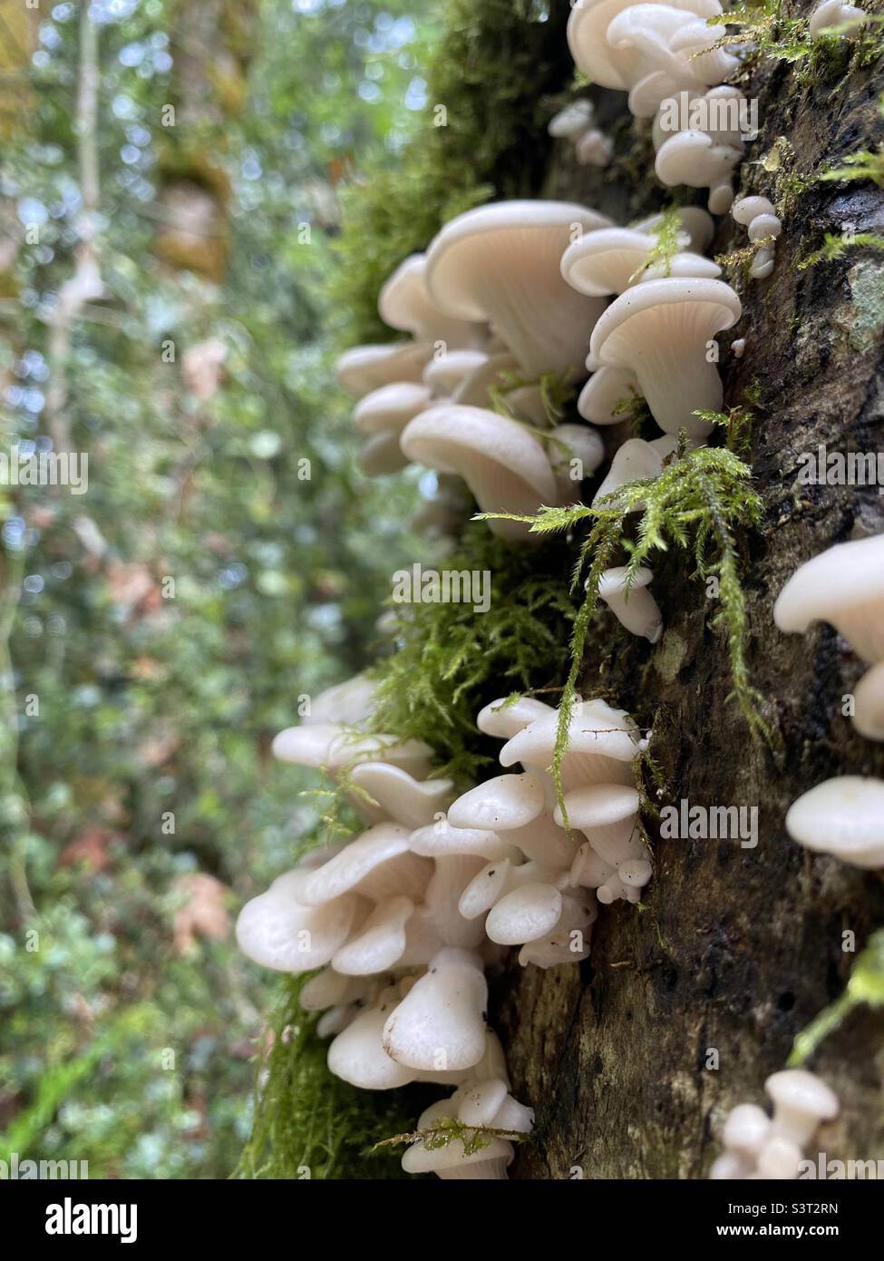 Oyster mushrooms on a alder log Stock Photo Alamy