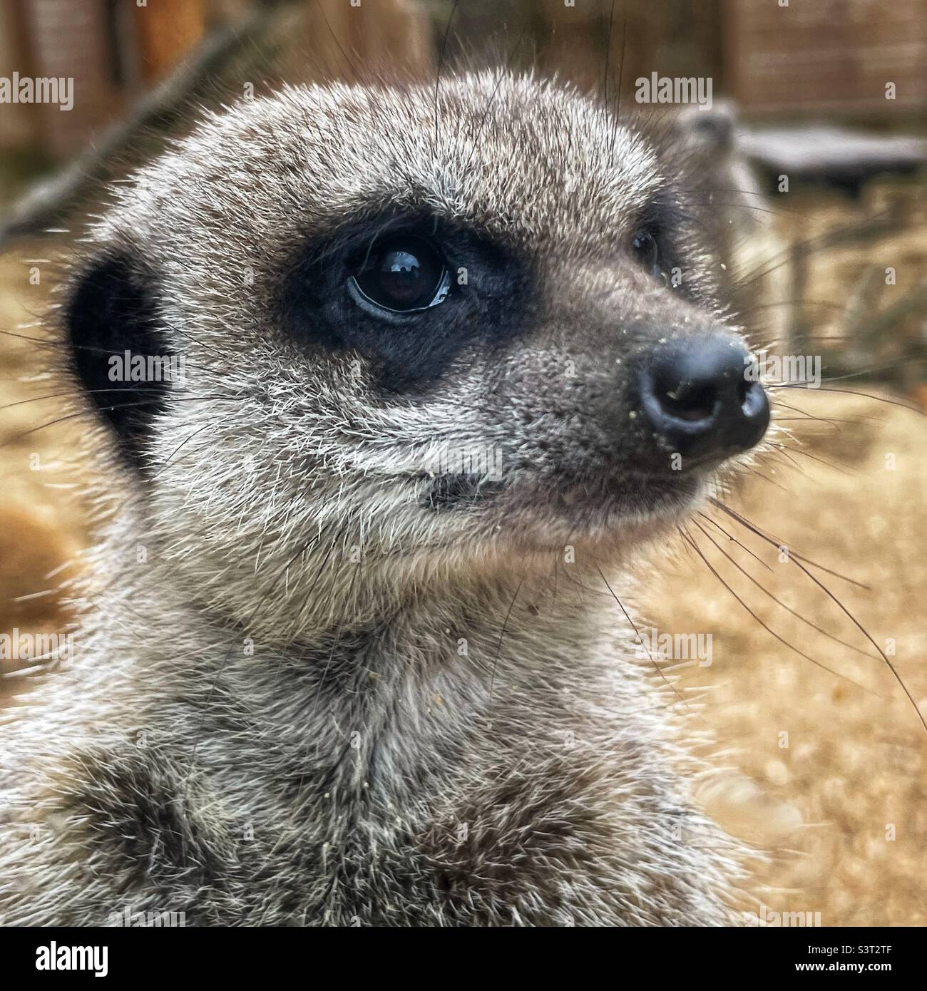 Close-up portrait of a meerkat Stock Photo