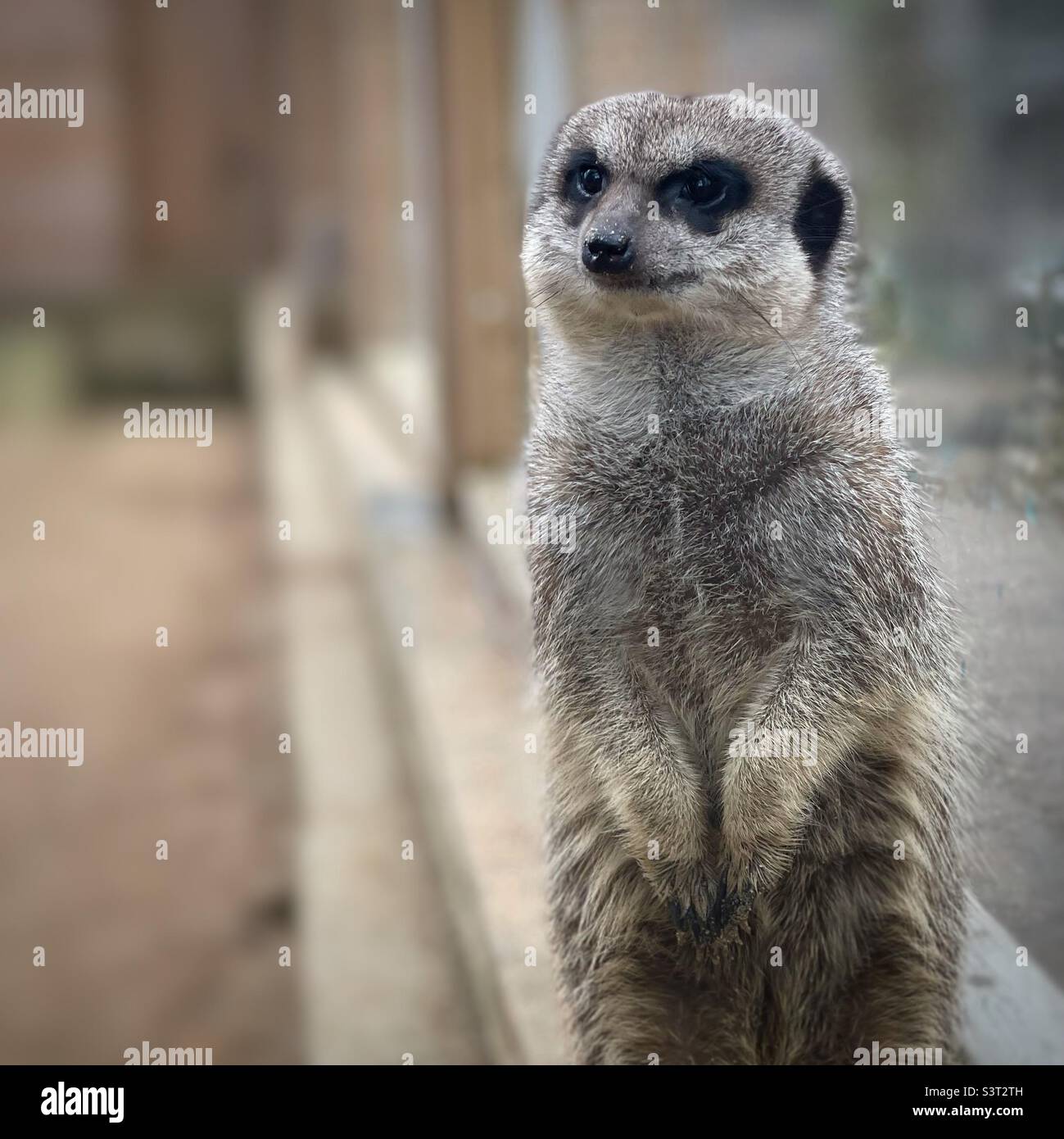Close up portrait of a meerkat keeping watch. Stock Photo