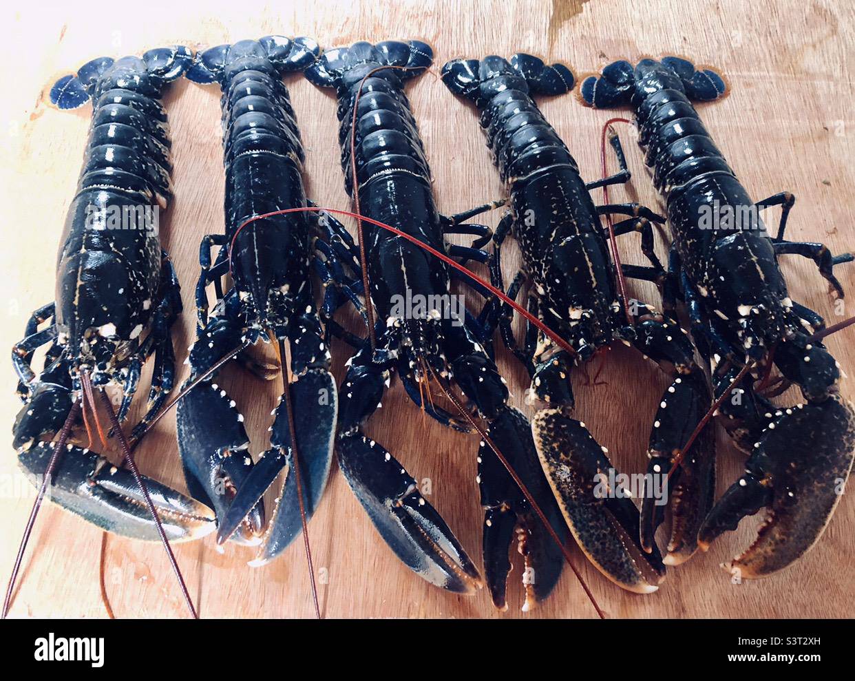 Lobsters claws hi-res stock photography and images - Alamy