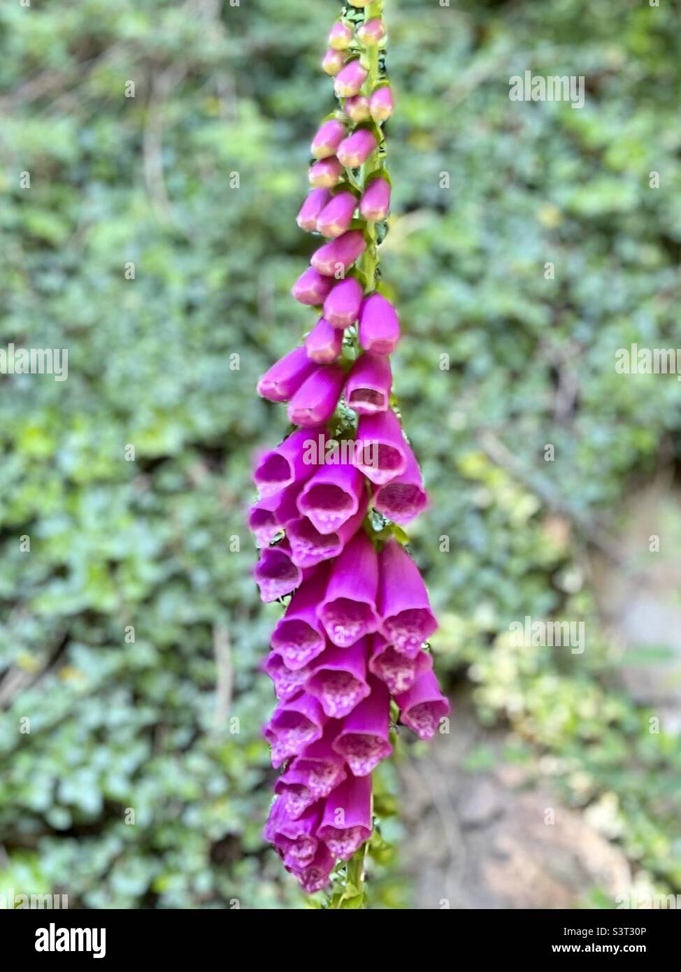 Vibrant foxglove in the hedgerow.  Taken in Pembrokeshire West Wales UK Stock Photo