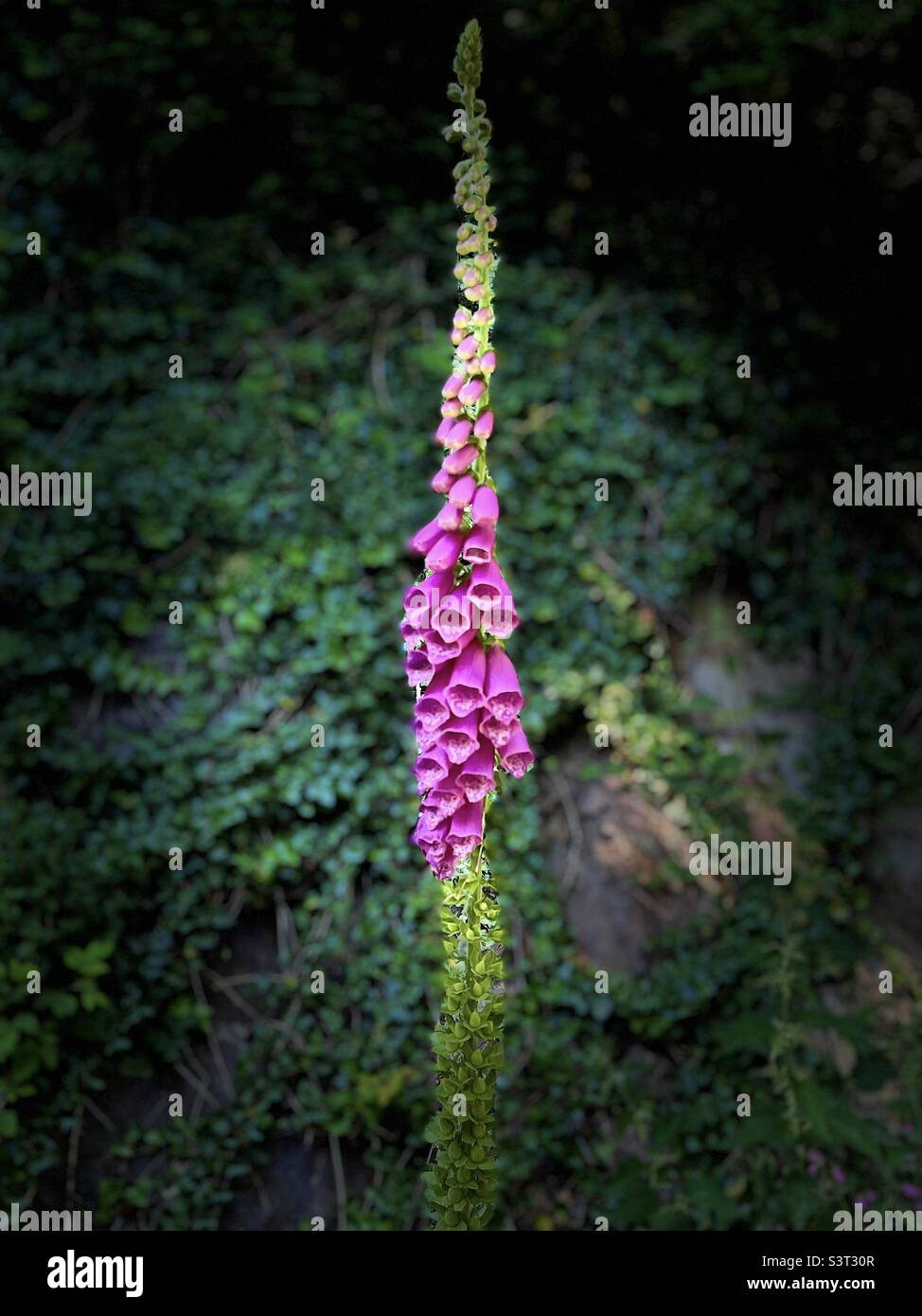 Tall foxgloves growing in Pembrokeshire UK Stock Photo