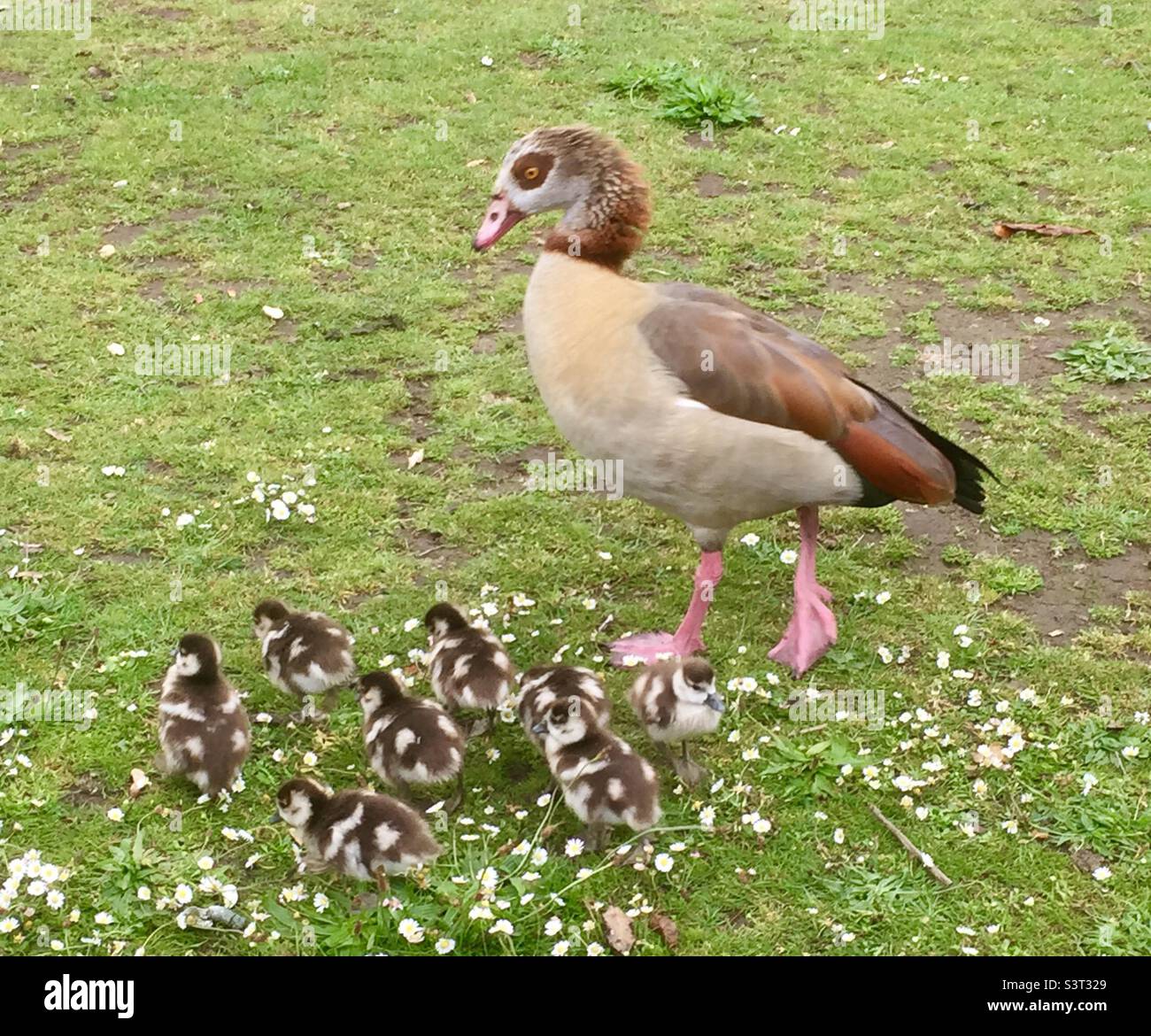 Eygyptian goose and 8 chicks Stock Photo
