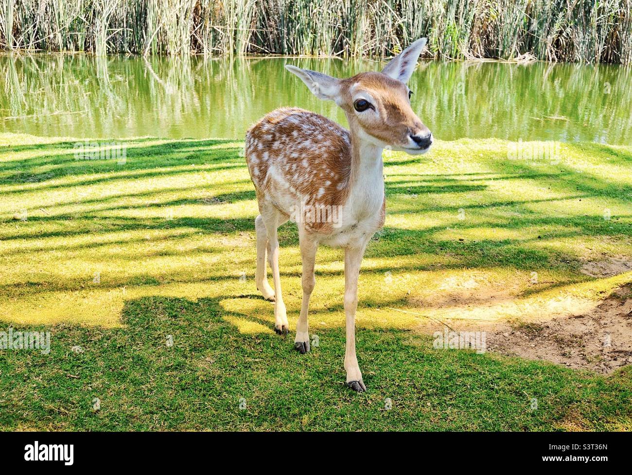 Young Doe Deer Stock Photo Alamy