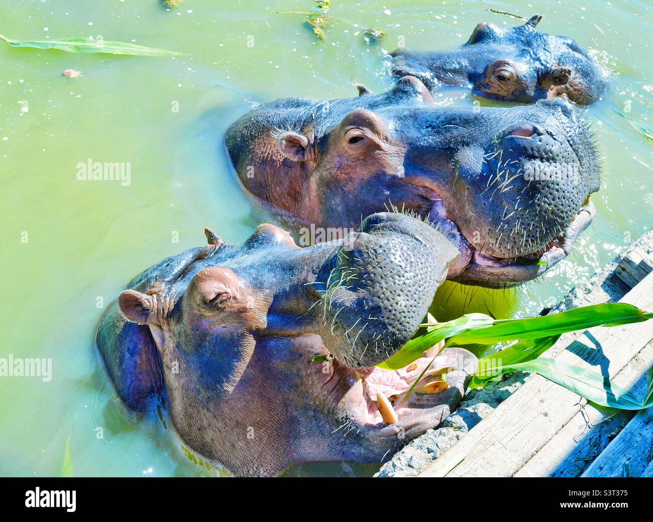Three Hungry Hippos Stock Photo