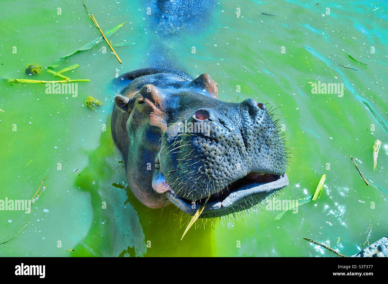 Hungry Hippo Stock Photo