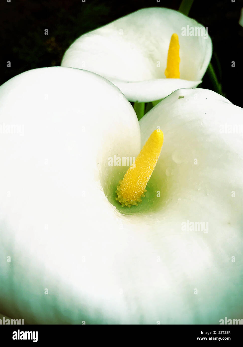White Calla lily flowers Zantedeschia Stock Photo