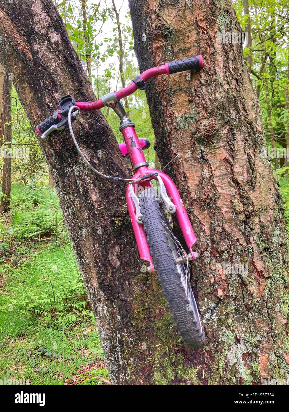 Child’s bicycle stuck in a tree Stock Photo