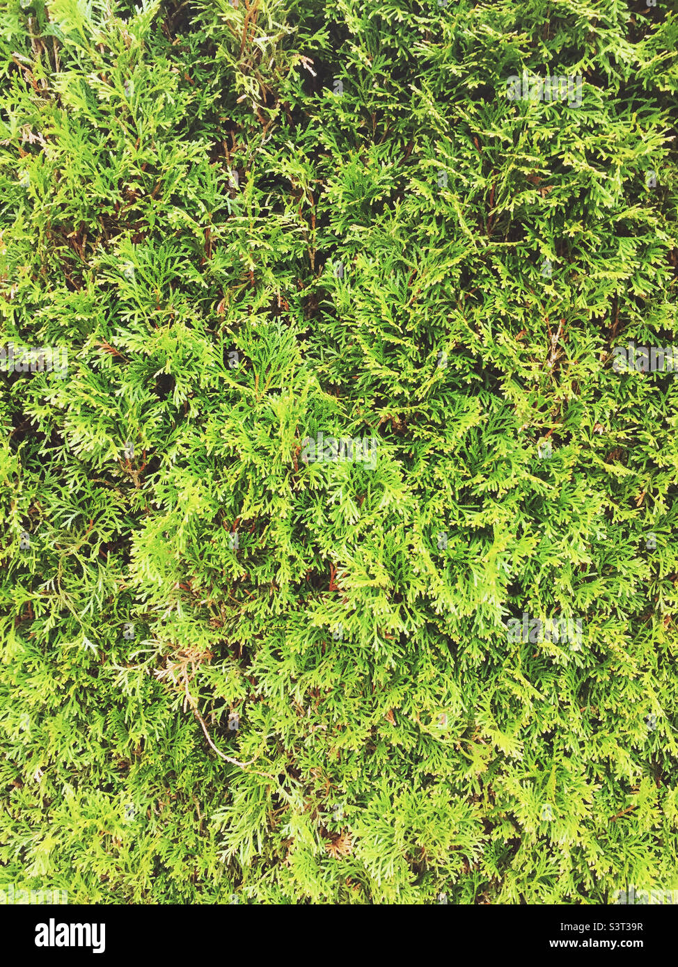 Green thuja hedge background Stock Photo