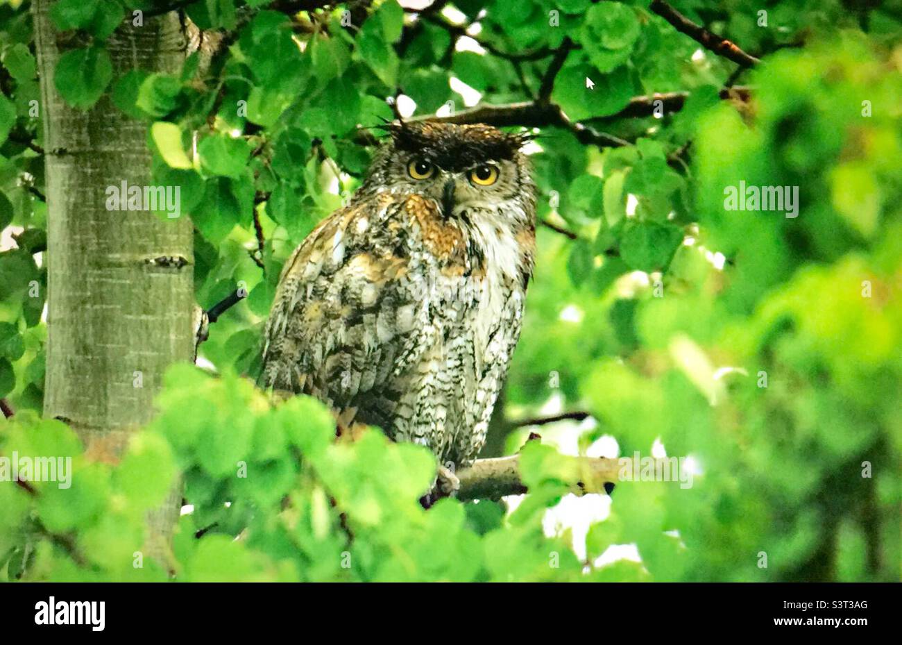 Great horned owl - Smartphone Captured Stock Image