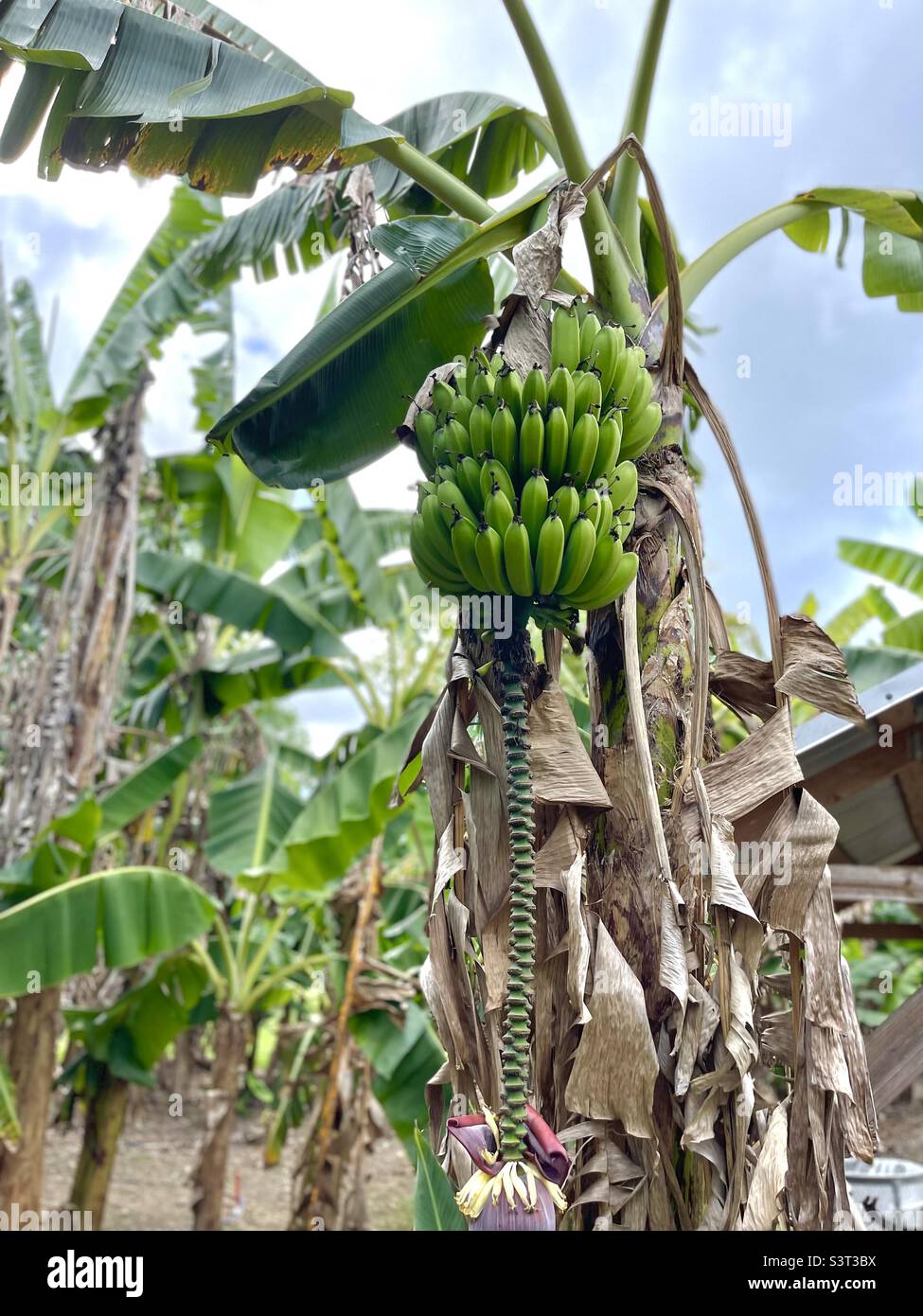 banana trees banana trees farming farm leaf nature outdoor Stock Photo