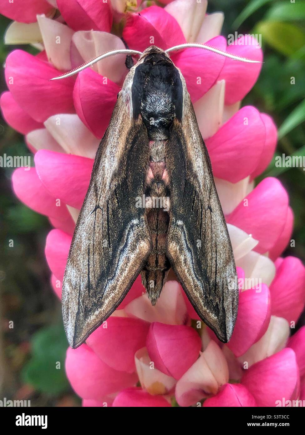Privet hawk moth on a luping flower - Smartphone Captured Stock Image