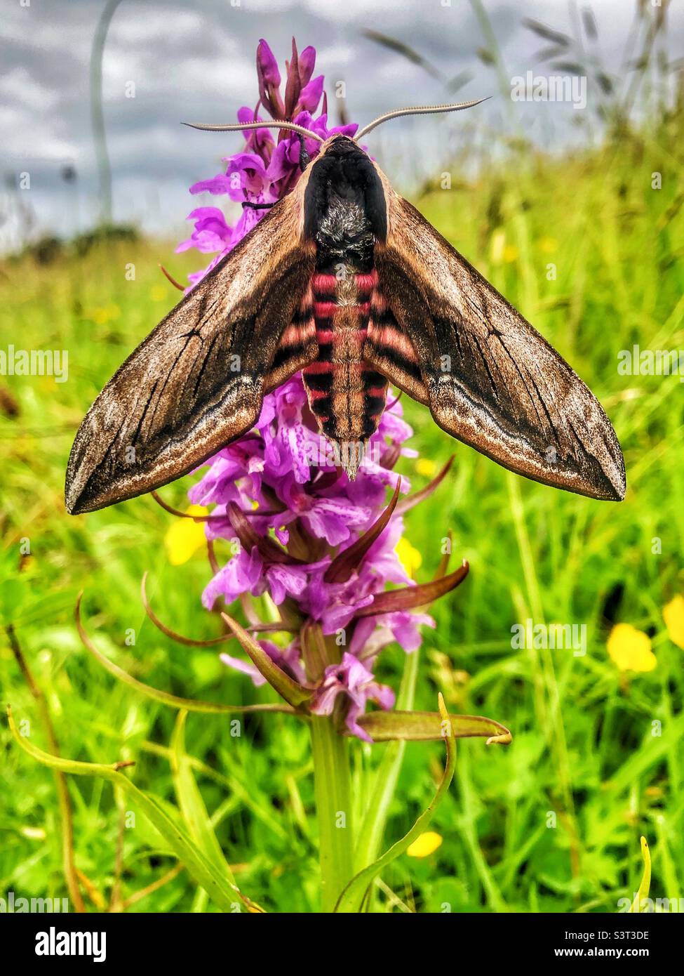 Privet hawk moth (Sphinx ligustri) showing warning colours pitched on a common spotted marsh orchid Stock Photo
