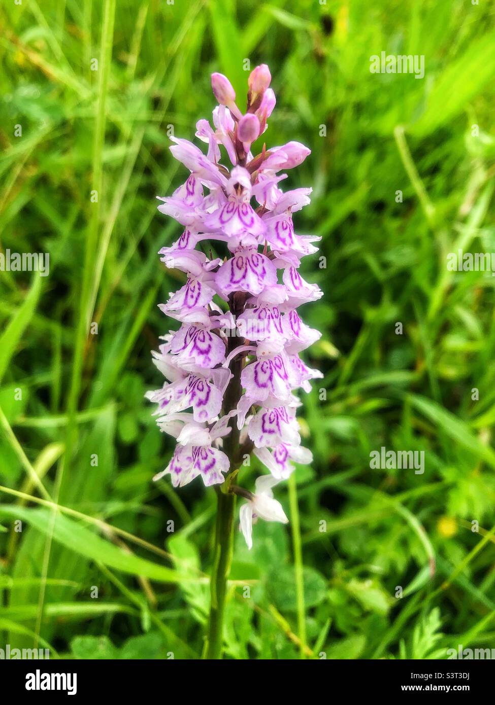 Common Spotted Marsh Orchid (Dactylorhiiza grandis) knowel park, Fair Oak, Hampshire Stock Photo
