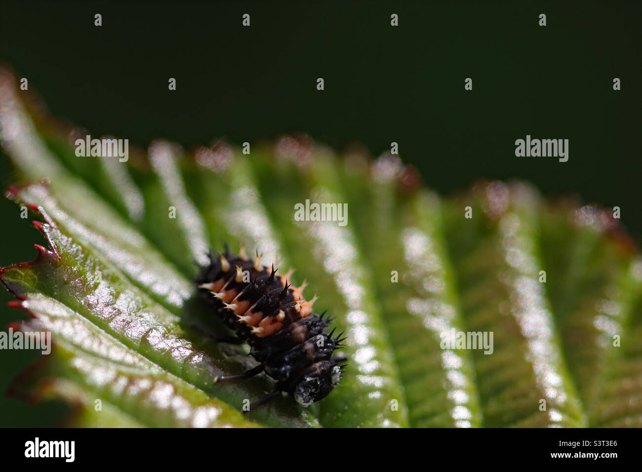An extreme close up of a bug - Smartphone Captured Stock Image