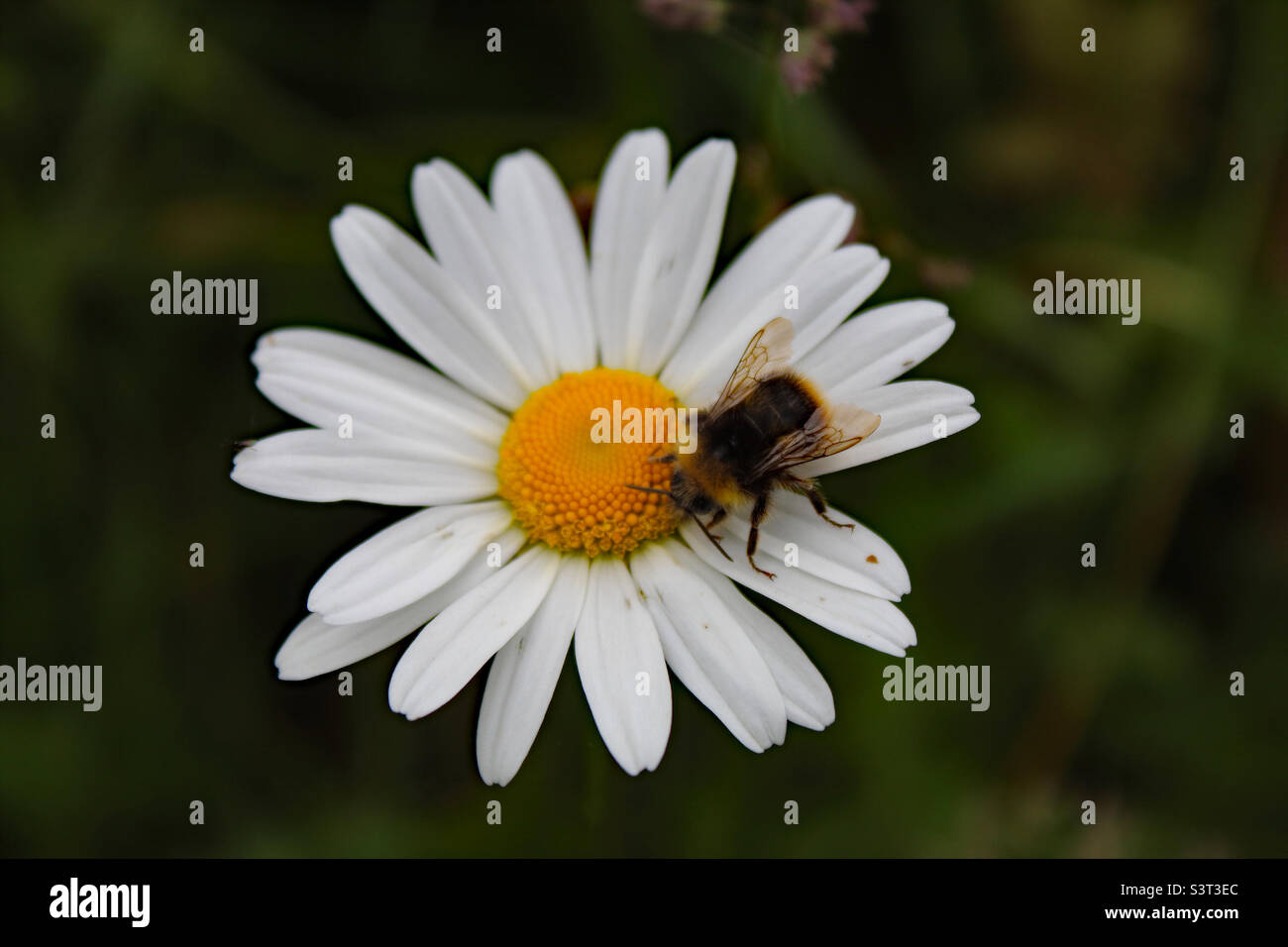 A closeup of a daisy during pollination by a bee - Smartphone Captured Stock Image