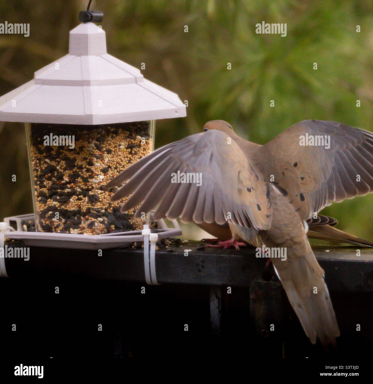 Birds visiting homemade bird feeder Stock Photo Alamy