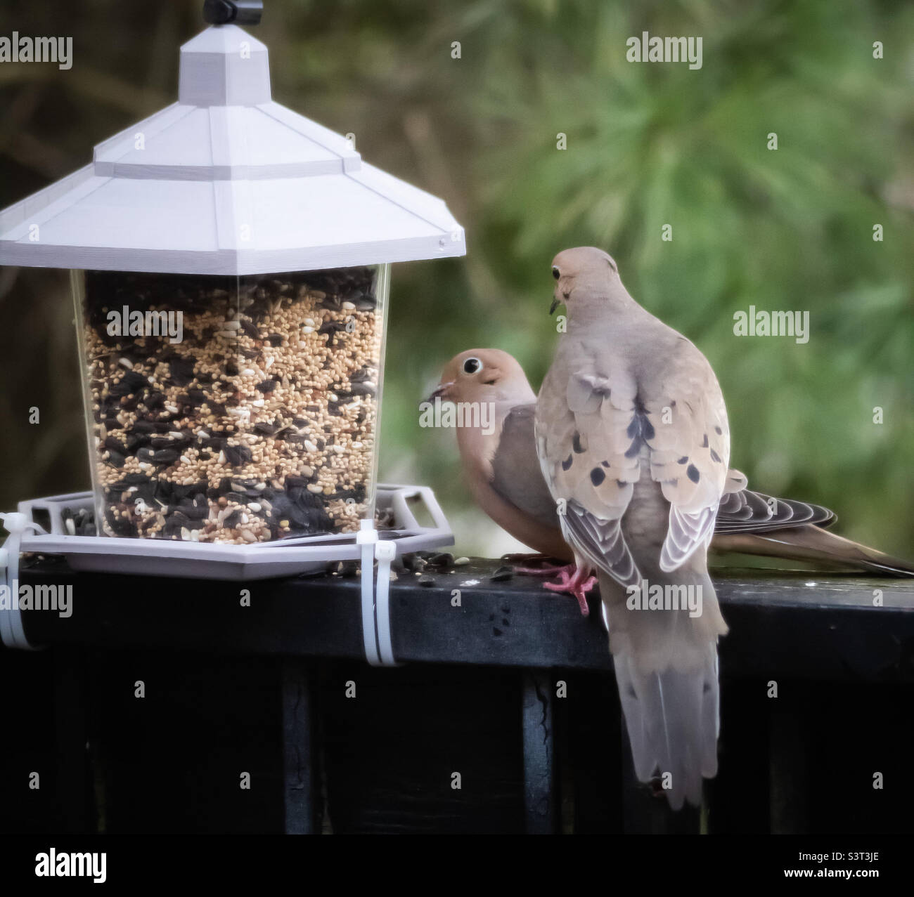 Homemade bird feeder feeding animals Stock Photo Alamy